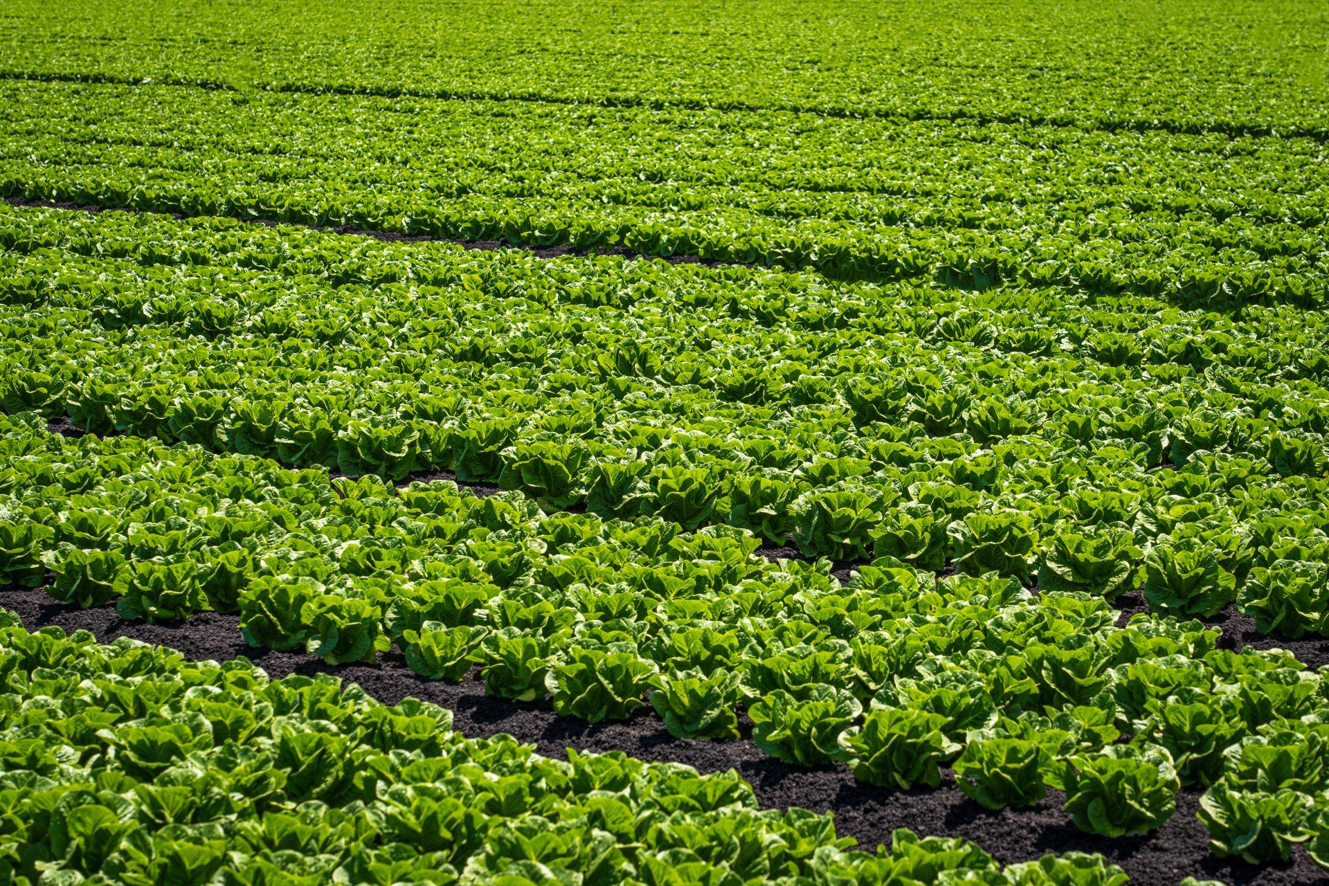 Vibrant rows of lettuce in an open field with scenic hills